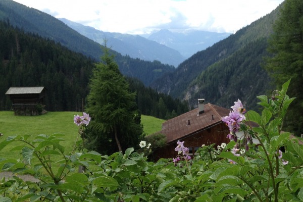 Kartoffelblüten