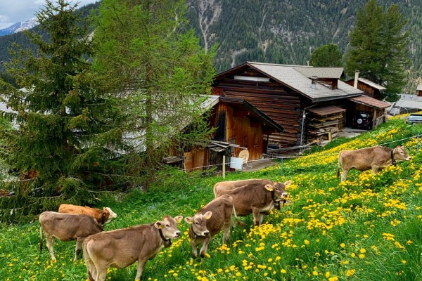 Chäscherfarm - Kühe auf der Weide