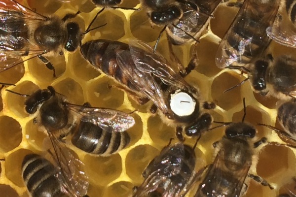 Monsteiner Alphonig - Bienenwabe