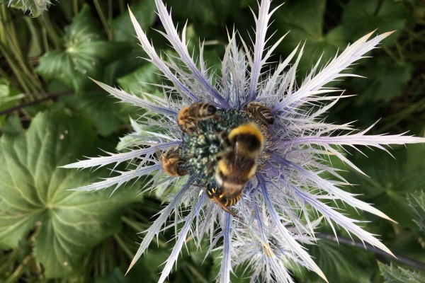 Monsteiner Alphonig - Distel mit Bienen