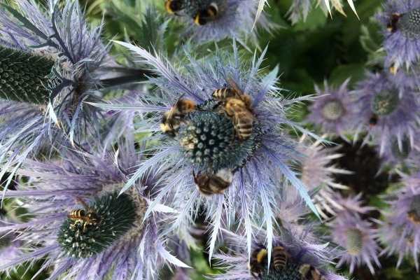 Monsteiner Alphonig - Distel mit Bienen