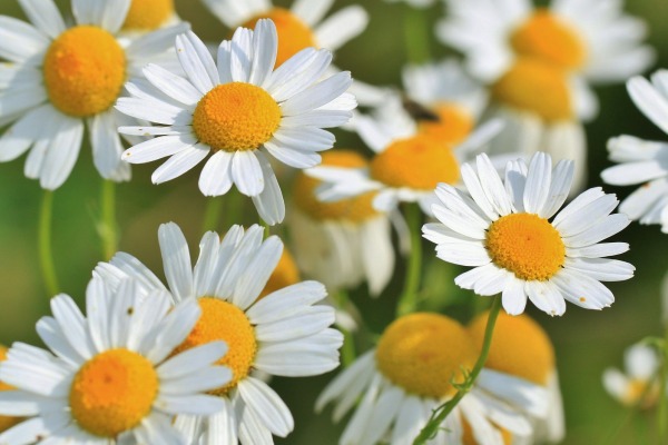 Blüten im Garten